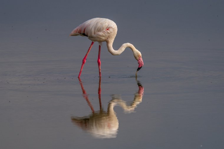 115 Amboseli Nationaal Park.jpg